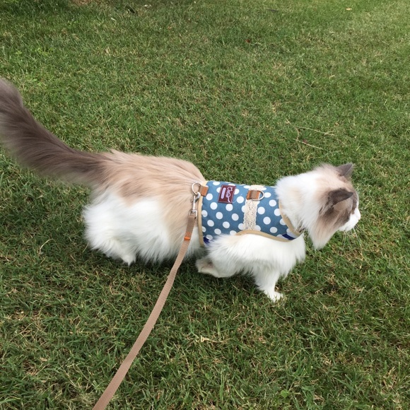 Meet your Posher, Lisa - Picture 4 of 8